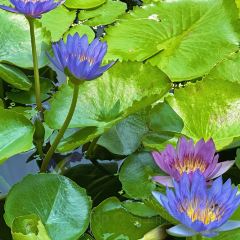 Volti Tuscan Grill & Bar User Photo