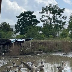 天后宫颜十五酸粉店(南街店) User Photo