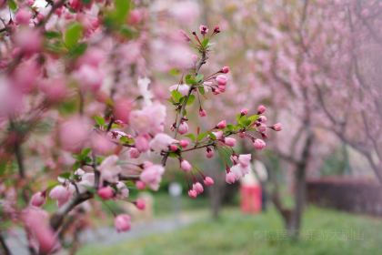 MY.girl蜜菓(霍山县蜜果饮品店)