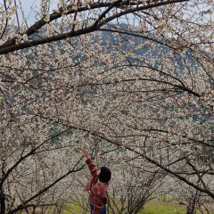 向师饭店 User Photo