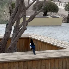 李广记杏皮茶 User Photo