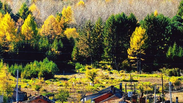 zhong guo bei hong ma nao zhi xiang - wu yi ling