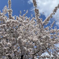 Menchuubo Ajisai Main Branch User Photo