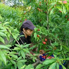 獨一處草堂張用戶圖片