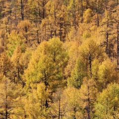 额尔古纳奇乾乡二黑农家院 User Photo