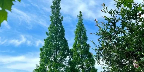 雙流區中心公園