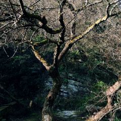 北山淩英手擀麵張用戶圖片