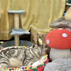 物也張用戶圖片