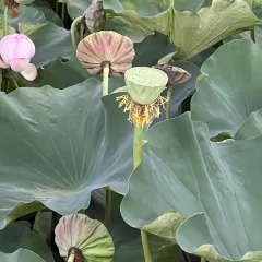 Azimaiti Baked Lamb Bun Restaurant User Photo