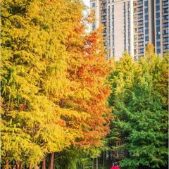 袁姐萝卜饺子(中山路店) User Photo