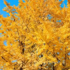 袁姐萝卜饺子(中山路店) User Photo