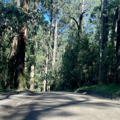 SkyHigh Mount Dandenong User Photo