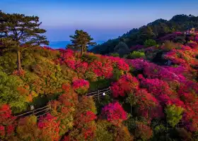 龜峯山景區-杜鵑花海