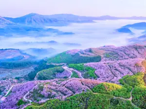 Qingliu Laifang Cherry Blossom Garden