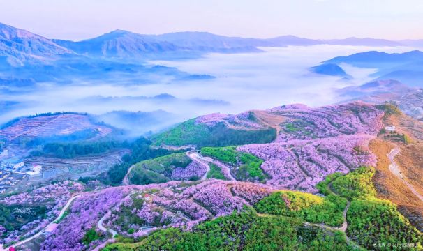 Qingliu Laifang Cherry Blossom Garden