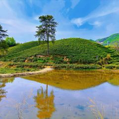 WEN XIN CHA ZHUANG YUAN User Photo