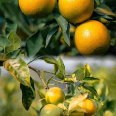 明味生態農莊張用戶圖片