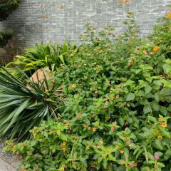 舌间·灵运仙洞餐厅 User Photo