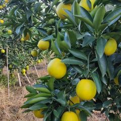 明味生態農莊張用戶圖片