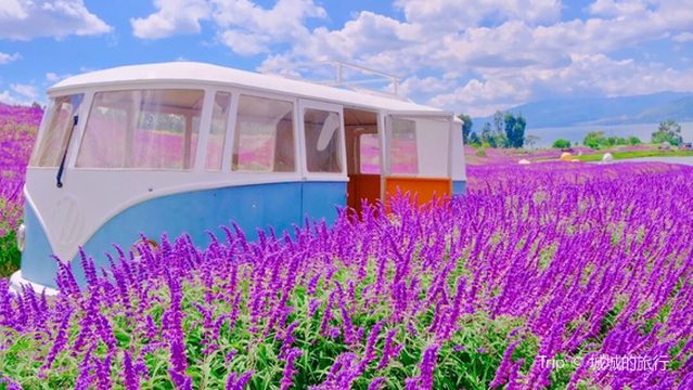 Sea of Clouds and Flower Fields