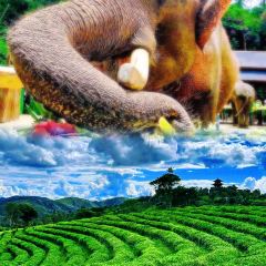 Xishuangbanna User Photo