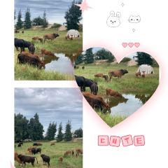 阿象肠粉 User Photo