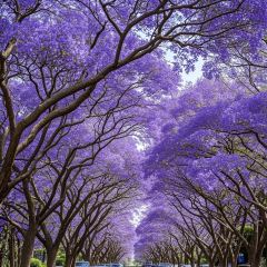 傣景园景颇族绿叶手抓饭 User Photo