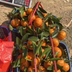 明味生態農莊張用戶圖片