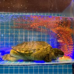 观海盛宴·全球蒸汽海鲜姿造(星光68店) 여행 사진
