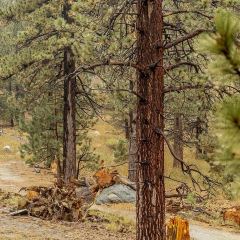 Pines Cafe at The Palm Springs Aerial Tramway Summit 여행 사진
