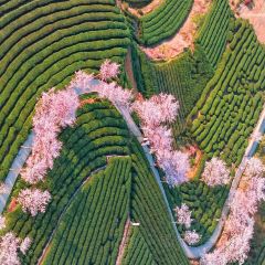 绍兴新昌安岚·听涛阁 User Photo