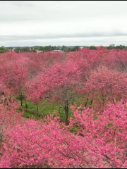 三江凱大櫻花園