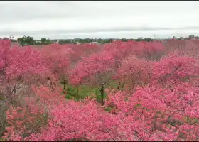 三江凱大櫻花園