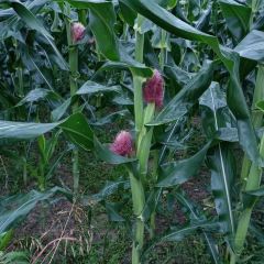 王家大院民宿餐饮 User Photo