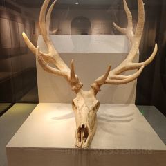 苏苏靖远羊羔肉总店 여행 사진