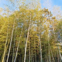 小三毛流浪处明清酒家(南北湖风景区店) User Photo