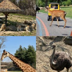 Little Panda Restaurant User Photo