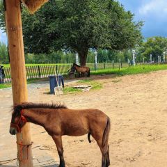 马守疆包头老馆子 User Photo