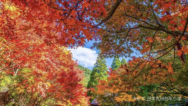 Shiranoe Botanical Garden