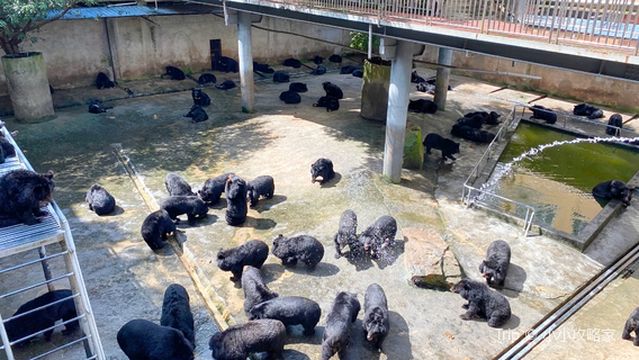 Wenzhou Bear World