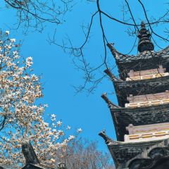 狼山紫琅素面 User Photo