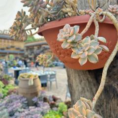 912张宜花园餐厅 User Photo
