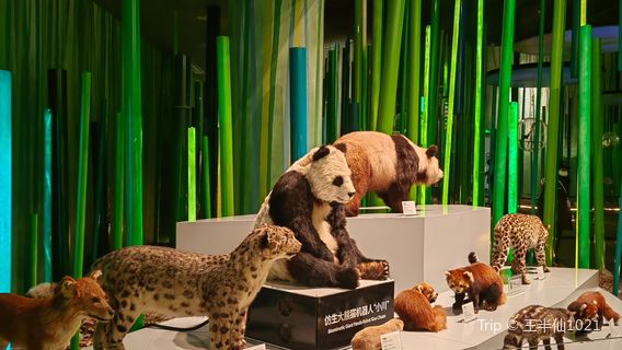 Chengdu Research Base of Giant Panda Breeding - Sightseeing Bus Panda Museum Station