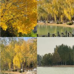 老马家羊杂碎店 User Photo