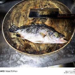 小吊鱼汤 User Photo