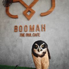 Boomah, The Owl Café User Photo