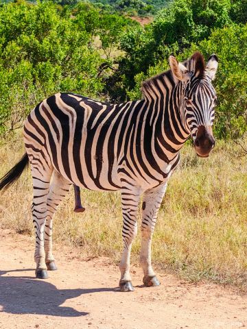 Addo South Gate