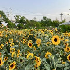 介个院子·草坪团建·围炉冰粉 User Photo