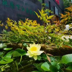 老友汇·半亩方塘 User Photo