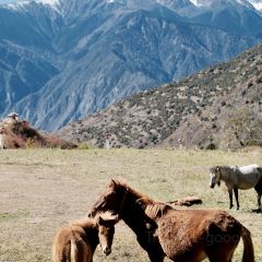 黑豆咖啡屋 User Photo